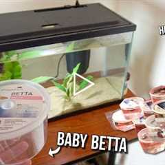 *CUTE* BABY BETTA FISH SHOPPING SPREE!! **NEW Baby BETTA FISH**