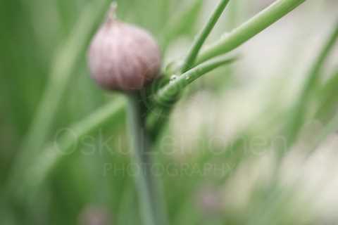 Chives II