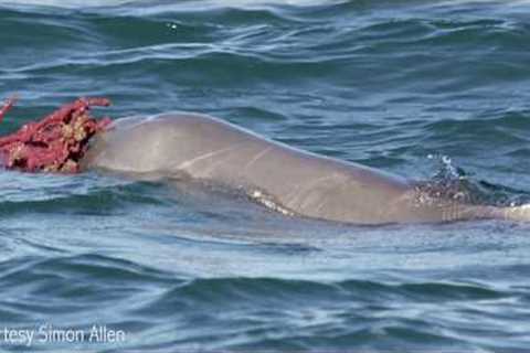 Male dolphins present gifts to attract females