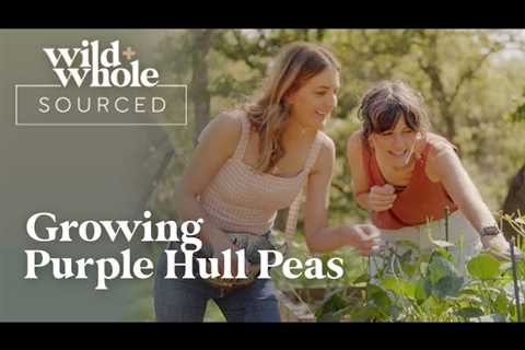 Growing Purple Hull Peas | Wild + Whole Sourced