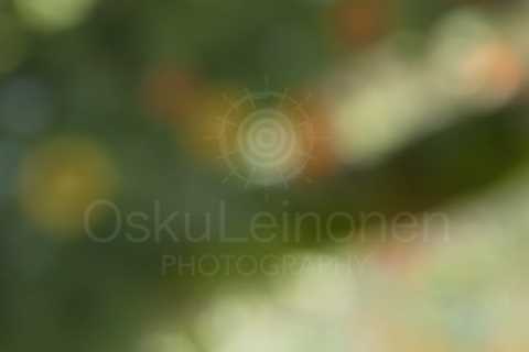 Abstract Flowers IX (Bokeh)