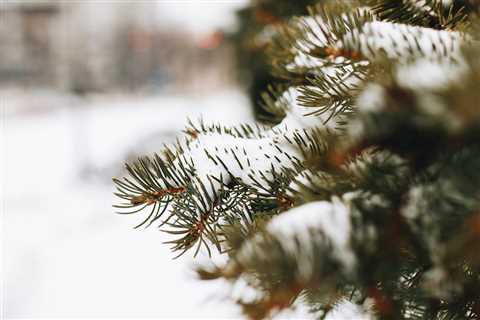 5 Ways to Protect Your Evergreen Trees and Bushes From Winter Damage