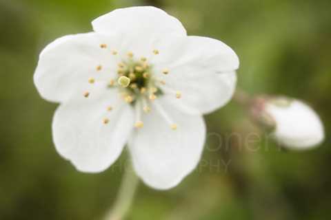 Cherry Blossoms In Pispala Garden VII