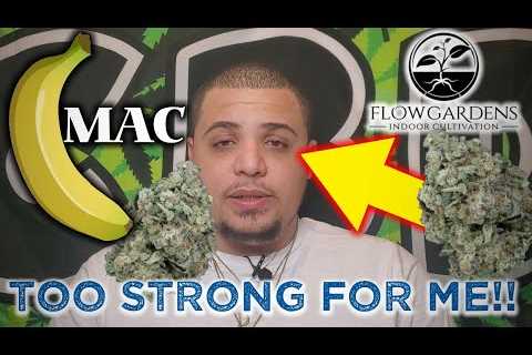 Banana Mac from Flow Gardens… This is TOO STRONG for Me!! | CBD Hemp Flower Review