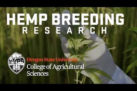 OSU Hemp Breeding