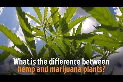 What is the difference between hemp and marijuana plants?