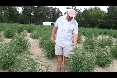 What’s fueling the growth in North Carolina hemp production