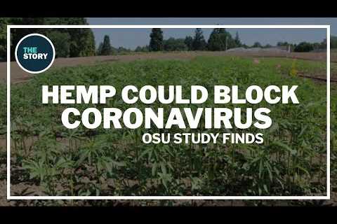 Hemp compounds could help block coronavirus, OSU study finds