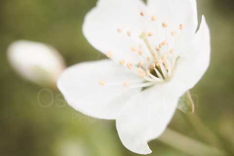 Cherry Blossoms In Pispala Garden V