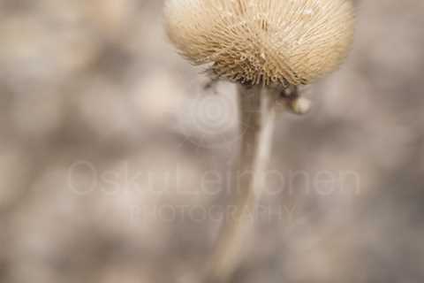 Twelve Bokeh Flowers IV