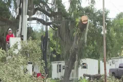 Do Tree Services Need a License in Florida?