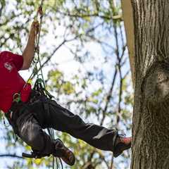 How do tree climbers work?