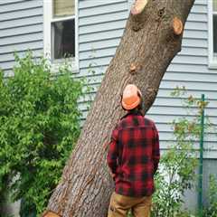 Why is tree work so expensive?