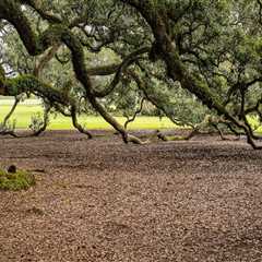 How do you keep old oak trees alive?