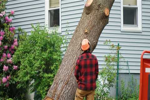 Why is tree work so expensive?