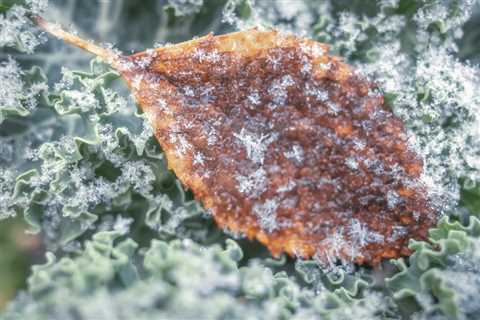 Leaf And Ice II