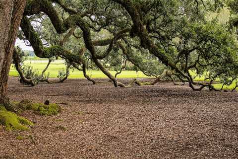 How do you keep old oak trees alive?