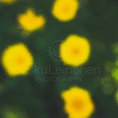 Abstract Flowers XXIV (Yellow Flowers)