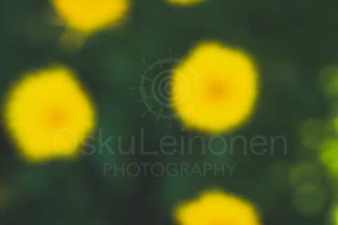 Abstract Flowers XXIV (Yellow Flowers)