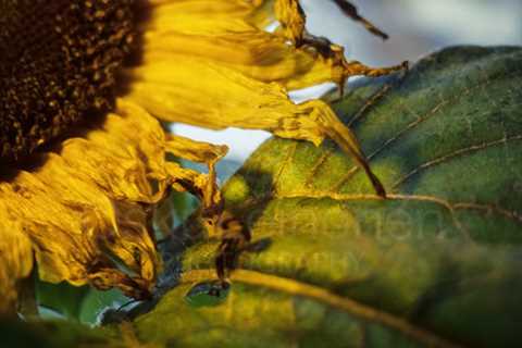 Sunflower At Night VIII