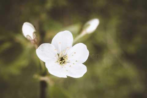 Cherry Blossoms In Pispala Garden III