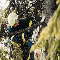 Transform Your Yard: The Benefits Of Hiring A Tree Trimming Service With Top-Notch Tree Service..