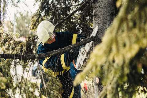 Transform Your Yard: The Benefits Of Hiring A Tree Trimming Service With Top-Notch Tree Service..