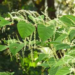 Your garden's worst enemy? That pesky Japanese knotweed could drain your wallet this summer