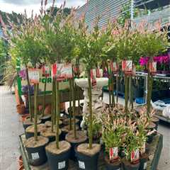 Pink paradise at bargain prices! The Range's Flamingo Trees have shoppers absolutely buzzing