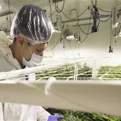The Impact of Dispensaries on the Local Economy in Maricopa County, Arizona