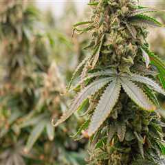 The Impact of Unlicensed Dispensaries in Maricopa County, Arizona