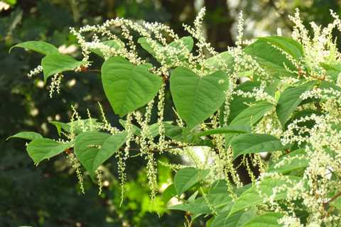 Your garden's worst enemy? That pesky Japanese knotweed could drain your wallet this summer