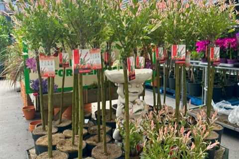 Pink paradise at bargain prices! The Range's Flamingo Trees have shoppers absolutely buzzing