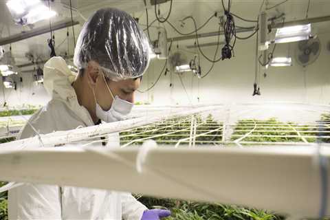 The Impact of Dispensaries on the Local Economy in Maricopa County, Arizona