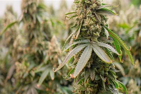 The Impact of Unlicensed Dispensaries in Maricopa County, Arizona