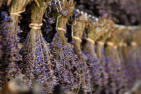Keeping That Divine Lavender Scent Around When Summer Decides to Ghost You