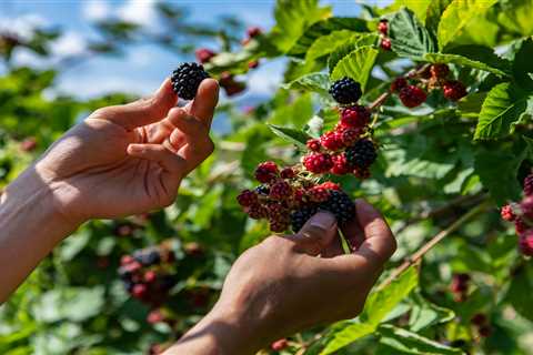 My Wild Summer Hunt: Three Ways I've Been Raiding Nature's Pantry