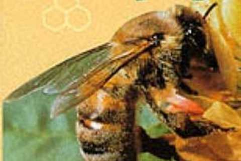 Essential Beekeeping Guide for Starters