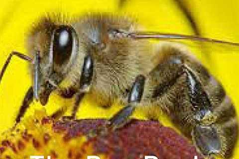 The Bee Book: A Guide to Beekeeping
